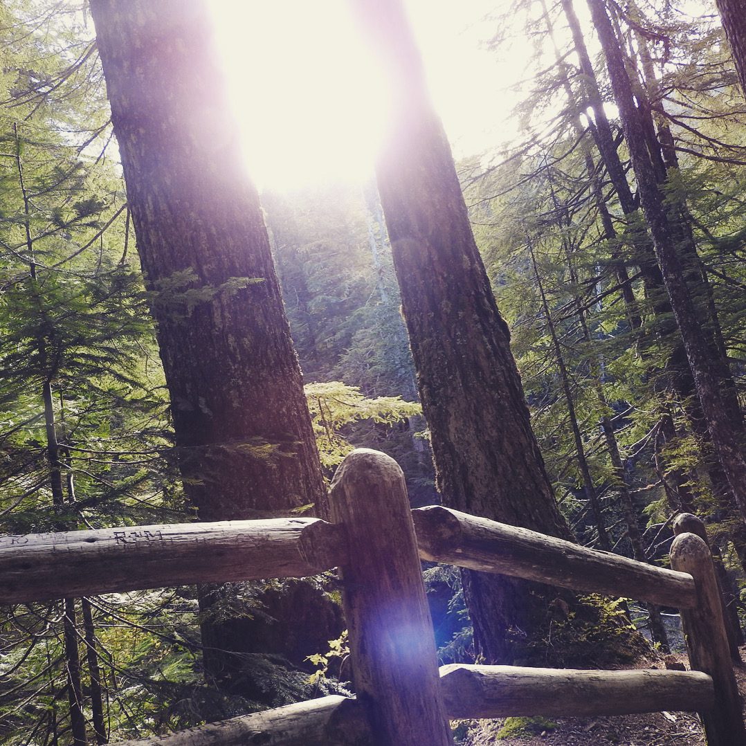 Sunlight shining through tall forest trees with a rustic wooden fence in the foreground. AMA Behavioral Health