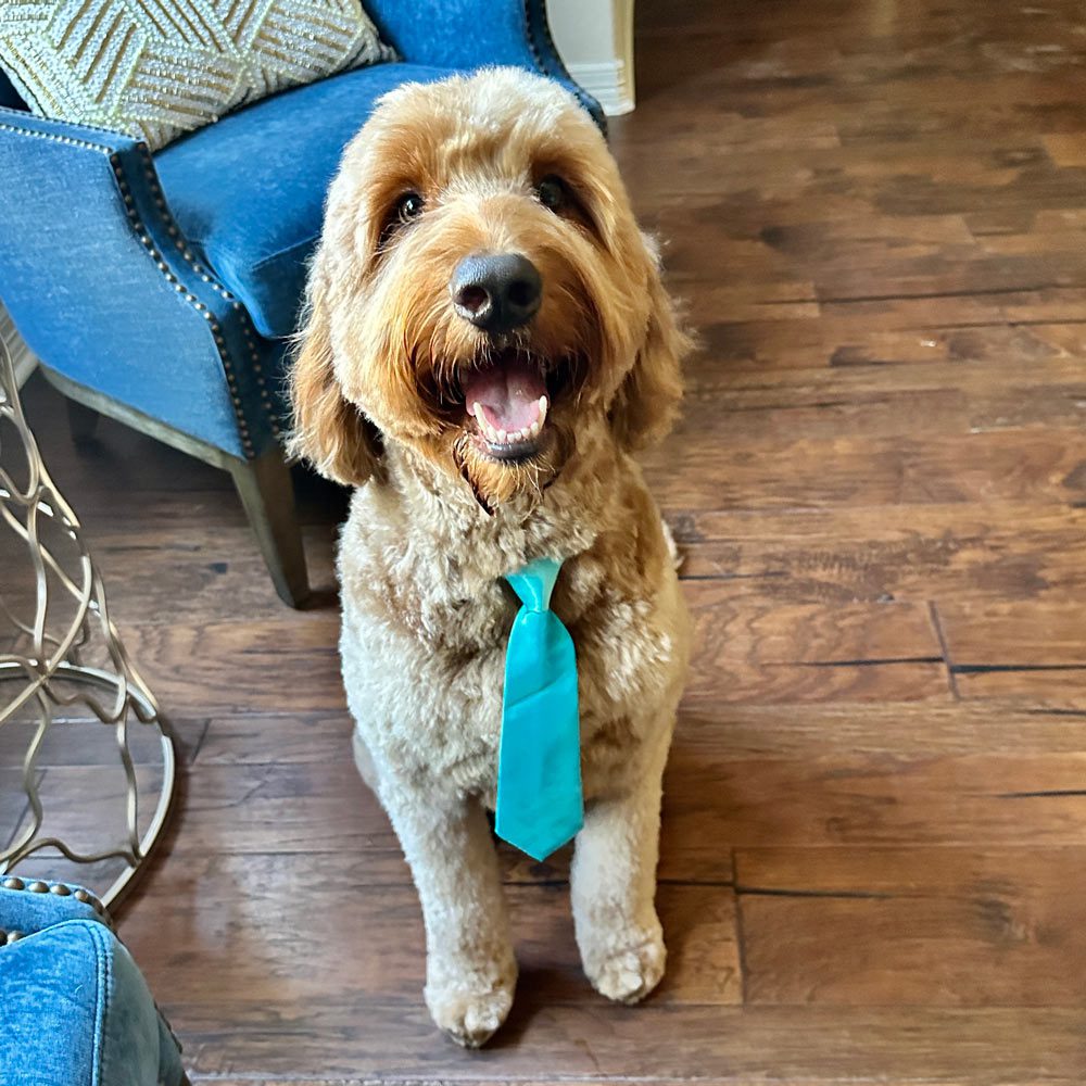 Picture of dog next to blue couch AMA Behavioral Health
